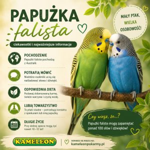 Read more about the article Papużka falista – ciekawostki i najważniejsze informacje