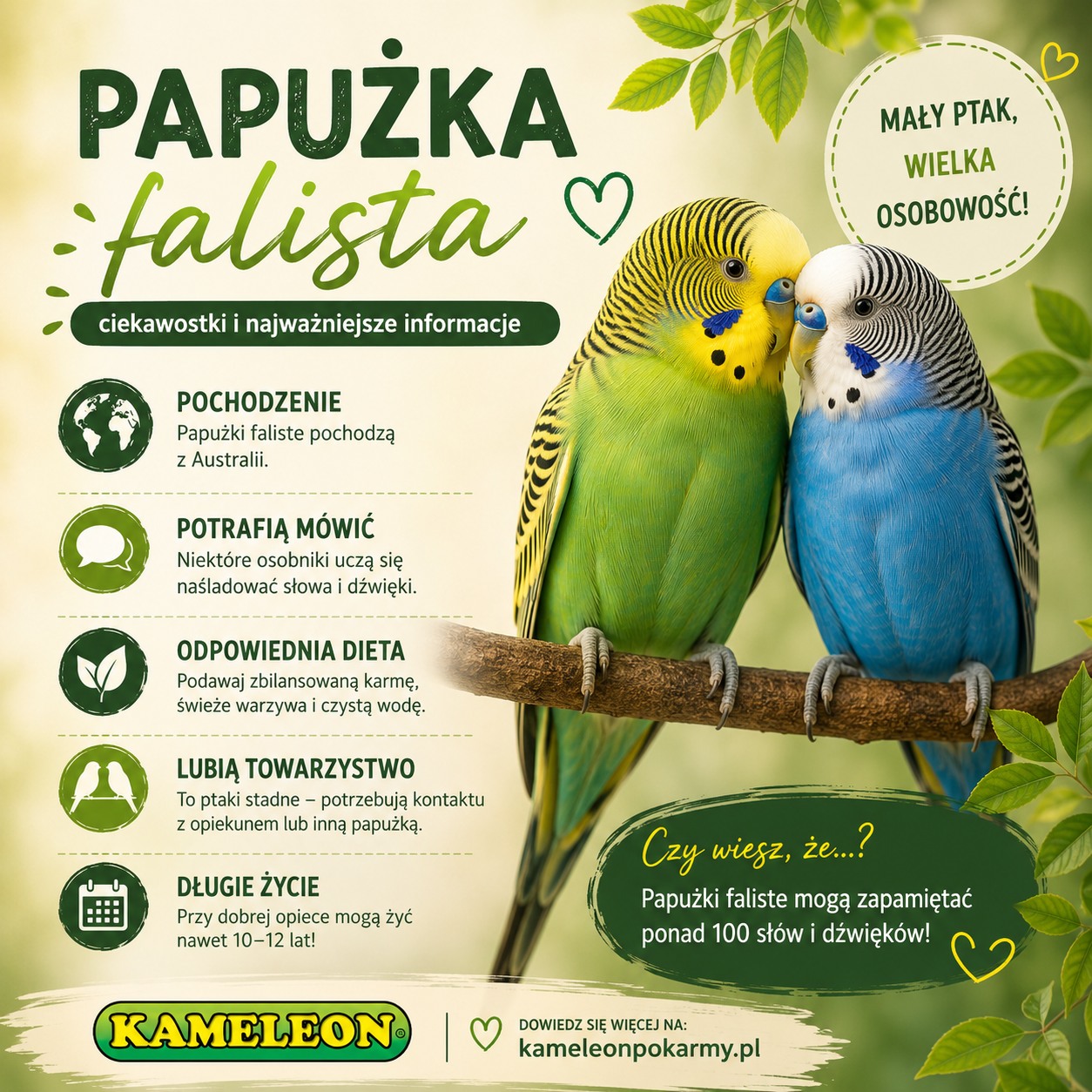 You are currently viewing Papużka falista – ciekawostki i najważniejsze informacje